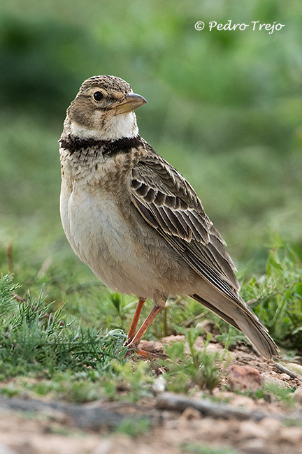 Calandria común (Melanocorypha calandra)